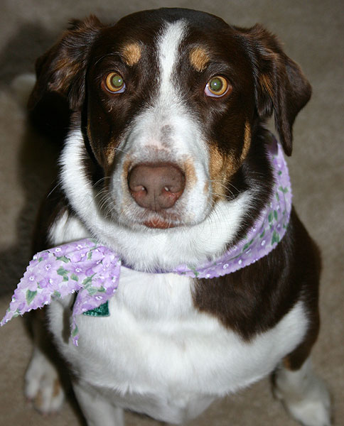 A Picture Of Hershey